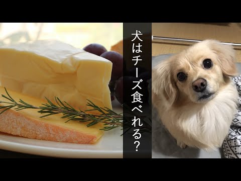 犬はチーズを食べても大丈夫ですか?