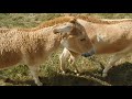 Persian Onager Herd At The Wilds In Columbus Ohio