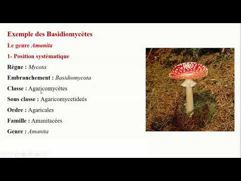 Chapitre 3: Champignons ou Mycètes