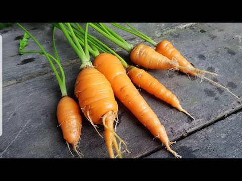 , title : 'Menuai lobak merah dalam polybag tanam dari benih #wortel carrot'