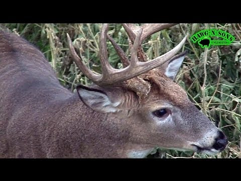 Rattle & Decoy Hunting Whitetail Bucks - Self-Filmed November 2
