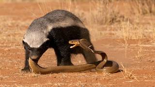 Cape Cobra Meets Africa’s Most Stubborn Predator