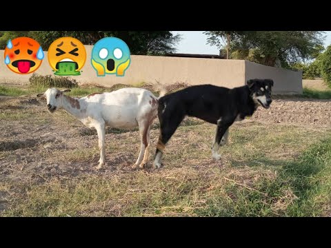 ????Uff ???? OMG impossible goat and dog meeting