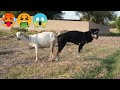Uff OMG Impossible Goat And Dog Meeting