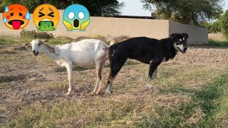 🥵Uff 😱 OMG impossible goat and dog meeting