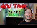 Pet Walleye Fish Tank Setup (How to Keep Walleye)