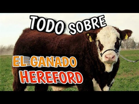 , title : 'TORO HEREFORD Todo lo que DEBES SABER para la REPRODUCCIÓN'