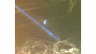 Meat Shits - Asian Cum - Shot / Tenebrae (Dub - Mix)