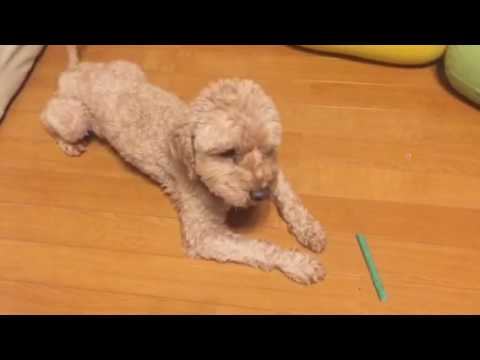 会計学科 愛犬やまとよし！木村勝則滋賀県高島市！