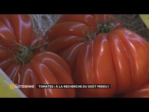 , title : 'Des tomates toute l'année : est-ce bien raisonnable ?'