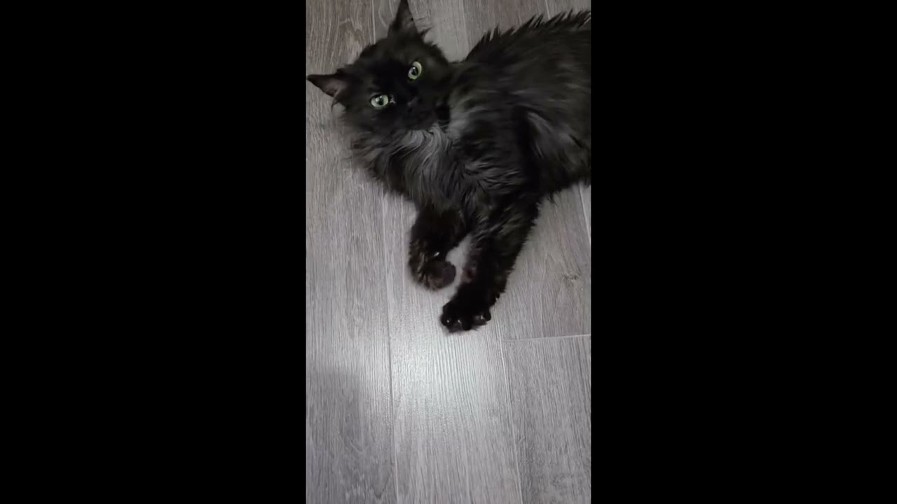 Willow, an adopted mixed breed in Toronto, ON video 6/6