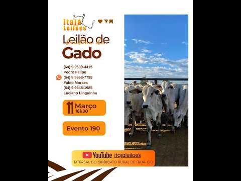 LEILAO DE GADO DA ITAJÁ LEILÔES