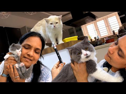 Periya Karupan🐈 Kutti Karupan😘😘😘