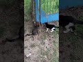 Kitties Giving Each Other A Kiss Shorts
