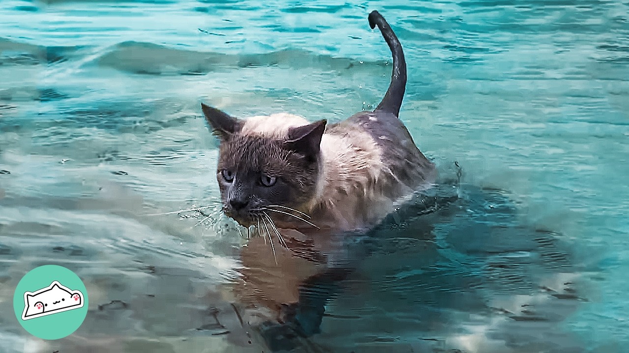 Cat Jumps In The Ocean And Surprises Everyone | Cuddle Buddies