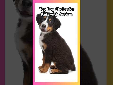 Best Dog for Kids with ASD🐶 #bernesemountaindogs #autismawareness #autisticchild #pettherapy #asd