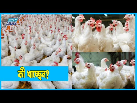শতভাগ নিরাপদ নয় পোল্ট্রি ইন্ডাস্ট্রির ফিড