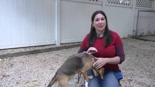 Teaching Puppies Not to Eat off of Dirt : Dog Training Tips