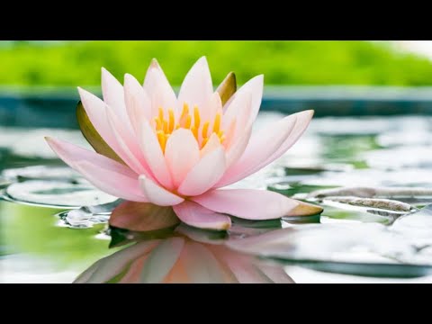 Evan. Lal Hre Luai / Salai Tumruh Ih Auaw Vol. 8