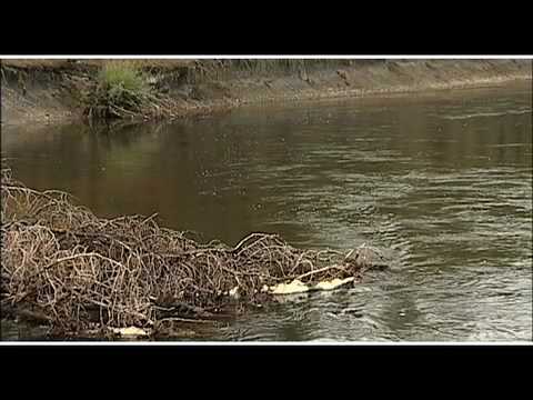 Where Trout Hold | How To Find Trout in A River