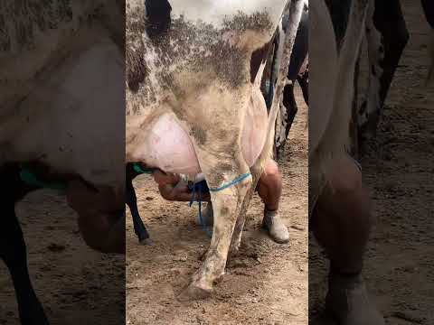 #pernambuco #gado #pecuarista #fazenda #feiradogado #agro