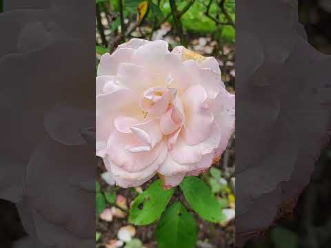 Golden Gate Rose Garden, San Francisco.