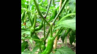 In The Garden with Rotten ~ July pt 2