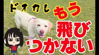 元気いっぱいで飛びつき大変だったきいちゃんが大変身！ビヘイビアリズムで大改善。