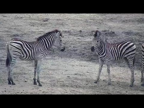 Djuma: Zebras - 05:58 - 11/05/19