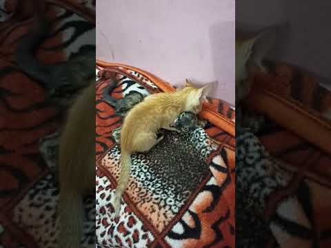 Anji and Chitty fighting 🤜🤛👍