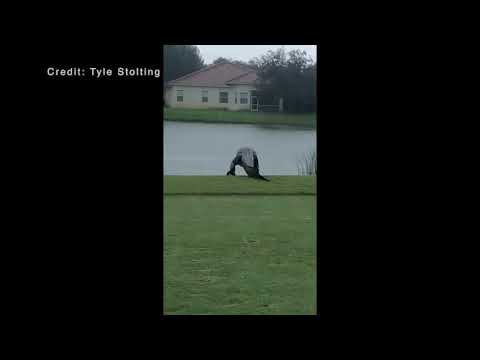 Insane-Sized Alligator Interrupts Golf Outing In Florida