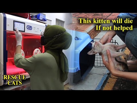 Rescue kittens lethargic lost appetite, loss of body fluids