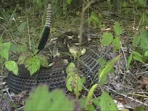 YouTube Video DQ3RIX9Bk28