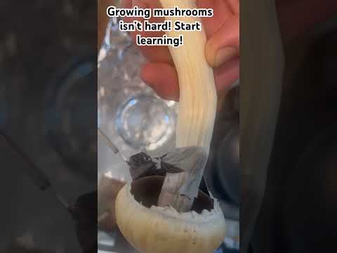 Making a spore print for dummies! 30sec video to start your magic journey to mushrooms!