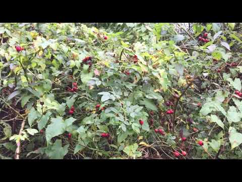 Sjöbergen koloniområde مشي في الغابة