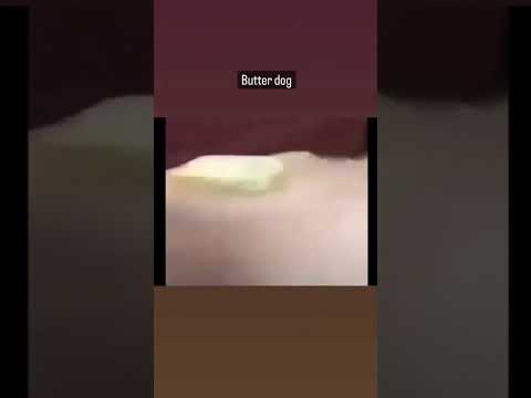 BUTTER DOG, THE DOG WITH BUTTER | BUTTERDOG, THE DOG WITH BUTTER ON HIM | #BUTTERDOG #memes