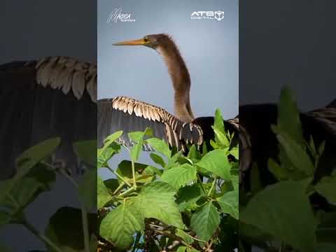 📌Rurrenabaque: Pampas del Yacuma🏞️