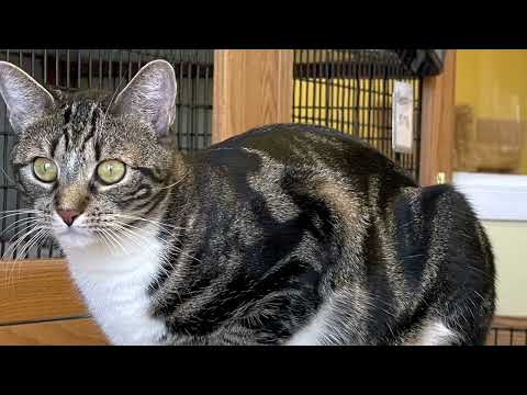 Nadia, an adoptable Domestic Short Hair in Lansdale, PA_image-1
