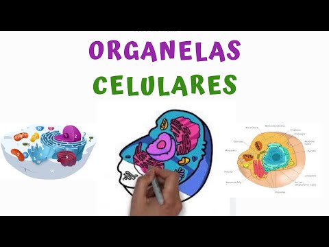 ORGANELAS CITOPLASMÁTICAS I Citologia