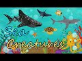 Sea Creatures Sea Animals 바다동물 바닷속 동물 상어 문어 Ocean Under The Sea Learn Engl
