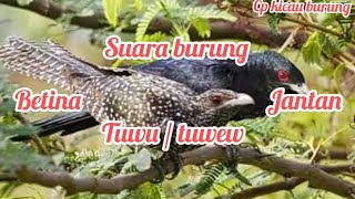 Download lagu Master_suara burung tuwu liar,cocok buat pancingan burung susah bunyi mp3 Download lagu Master_suara burung tuwu liar,cocok buat pancingan burung susah bunyi mp3