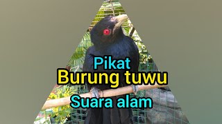 Download lagu suara alam pikat burung tuwu paruh putih mp3