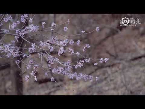 ‘Harmony and the Great Wall’ train made by CRRC