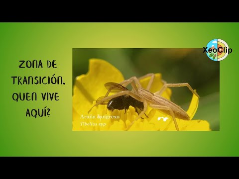 Vídeo: Flora de litoral. Zona de transición. Quen vive aquí?