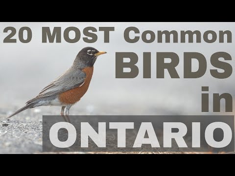 20 Most Common Birds in Ontario, Canada