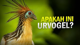 Download lagu Burung Tapi Sapi - Hoatzin #AlamSemenit mp3
