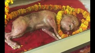 Video: Dead calf with 'human-like' features worshiped as Hindu God in India