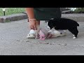 Miniature Australian Shepherd dogs for sale: Eliza - Video 1