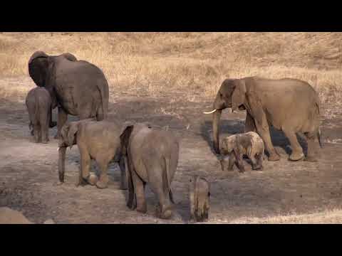 Djuma: Breeding herd of Elephants - 17:17 - 11/05/18