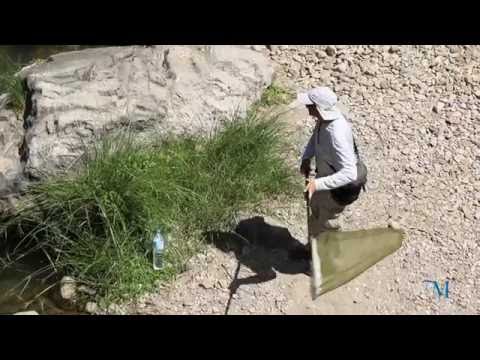 Taller de iniciacin a la observacin de mariposas diurnas en la Gran Senda de Mlaga